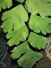 Adiantum