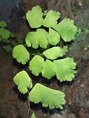 Adiantum