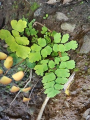 Adiantum