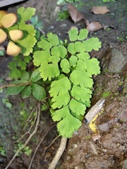 Adiantum