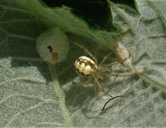 Theridion varians