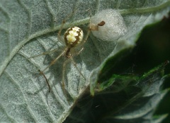 Theridion varians