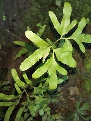 Lygodium japonicum