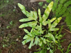 Lygodium japonicum