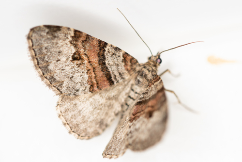 Flame Carpet