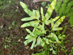 Lygodium japonicum