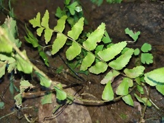 Polypodiopsida