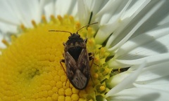 Trapezonotus ullrichi
