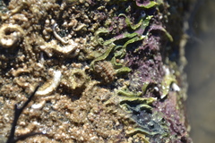 Acanthochitona crinita