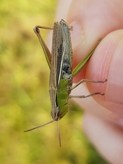 Chorthippus albomarginatus