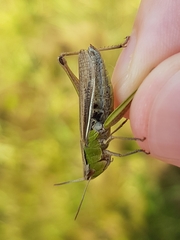 Chorthippus albomarginatus