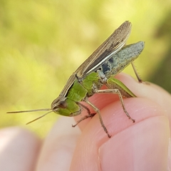 Chorthippus albomarginatus