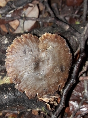 Auriscalpium umbella