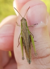 Chorthippus albomarginatus