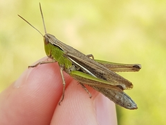 Chorthippus albomarginatus
