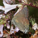 Hedgerow Hairstreak - Photo (c) Bill Bouton, some rights reserved (CC BY-NC-SA)