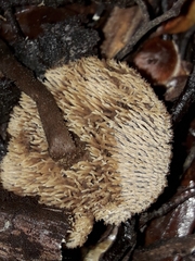 Auriscalpium umbella