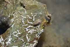 Lepidochitona cinerea