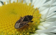 Trapezonotus ullrichi