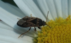 Trapezonotus ullrichi