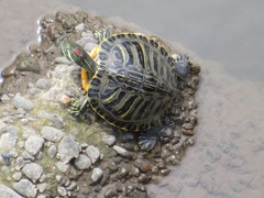 Trachemys scripta elegans