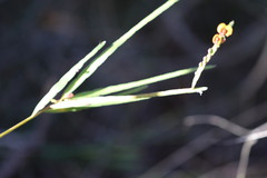Bossiaea scolopendria