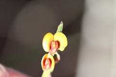 Bossiaea scolopendria