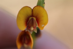 Bossiaea scolopendria
