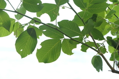 Dendrolobium umbellatum