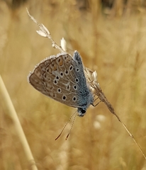 Polyommatus icarus