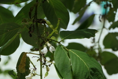 Dendrolobium umbellatum
