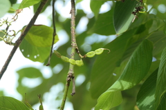 Dendrolobium umbellatum