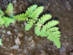 Polypodiopsida