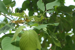 Dendrolobium umbellatum
