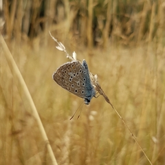 Polyommatus icarus