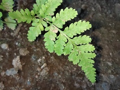Polypodiopsida