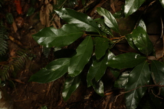 Endiandra muelleri bracteata