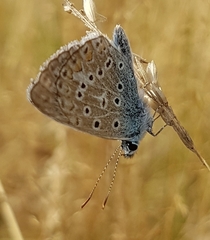 Polyommatus icarus