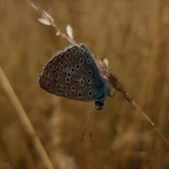 Polyommatus icarus