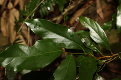 Endiandra muelleri bracteata