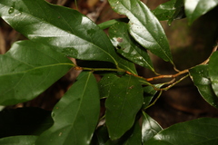 Endiandra muelleri bracteata