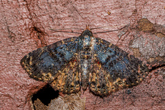 Diomea diffusifascia