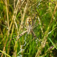 Argiope bruennichi