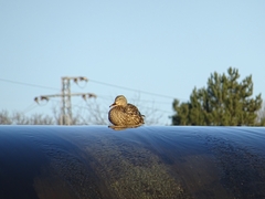 Anas platyrhynchos