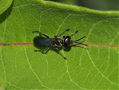 Lyroda
