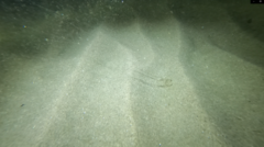 Carybdea marsupialis