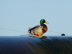Anas platyrhynchos
