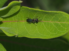 Lyroda