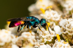 Hedychrum gerstaeckeri