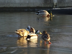 Anas platyrhynchos